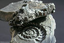 Blacksmith made metal ammonite fossil