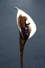 bronze calla lily 