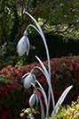 Galvanised steel snowdrop sculpture and garden lights