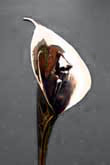 Polished bronze calla lily